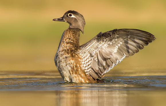 Female Wood Duck Flapping