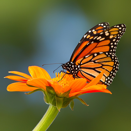 Monarch Butterfly On Mexican Sunflower