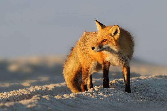 Fox Looking Into the Sun