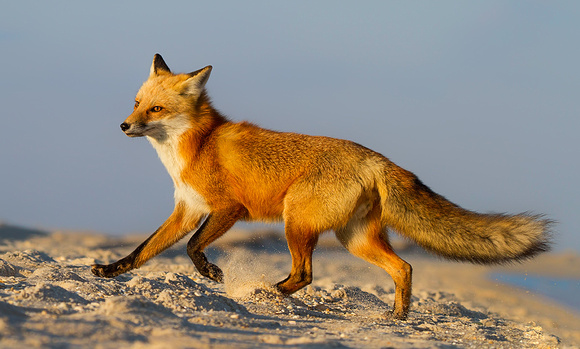 Red Fox at the Beach
