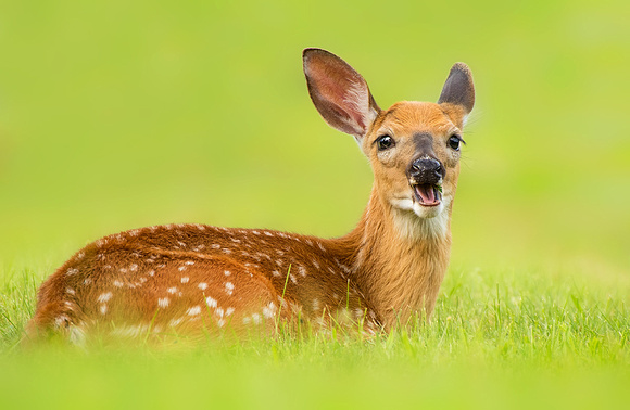 Fawn Eating