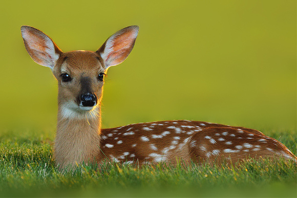 Fawn in Evening Light