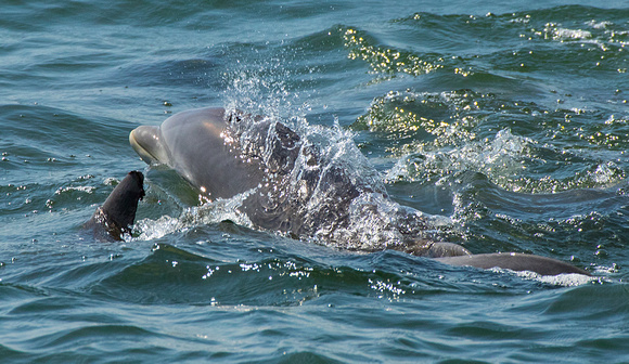 Baby Dolphin Surfacing