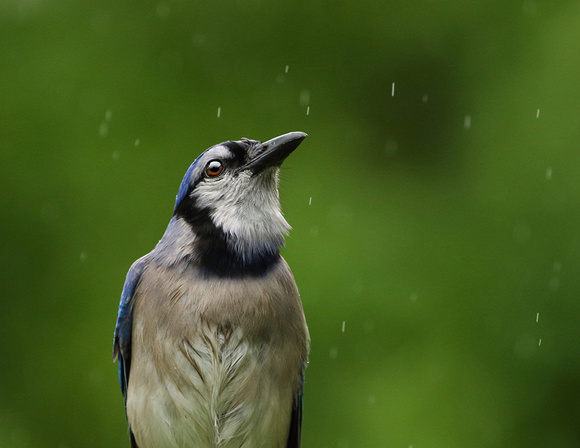 Blue Jay in the Rain