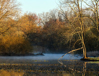 Misty Early Spring Morning at Jacksons Pond