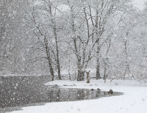 Winter Wonderland at Jacksons Pond