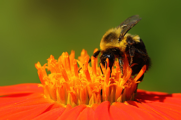 Bee On Mexican Sunflower