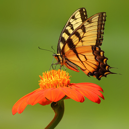 Swallowtail On Mexican Sunflower