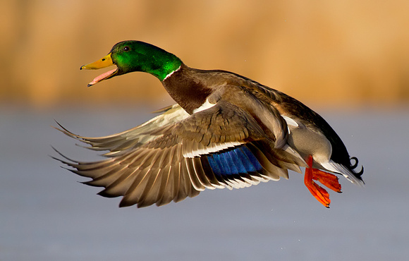 Drake Mallard Duck