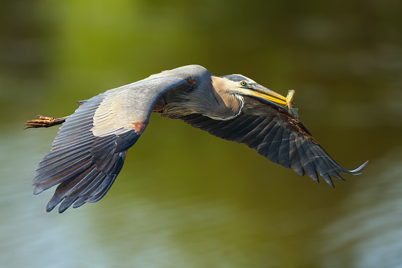 Great Blue Heron in Flight with Fish