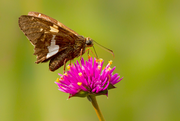 Silver Spotted Skipper Butterfly