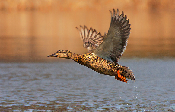 Female Mallard in Flight