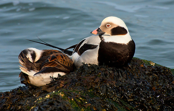 Oldsquaws (Long-Tailed Ducks)