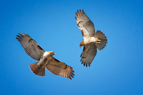 Red-Tailed Hawks Sky Dance