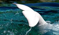 Beluga Whale Tail
