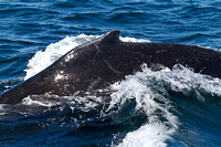 Dorsal of Humpback Whale