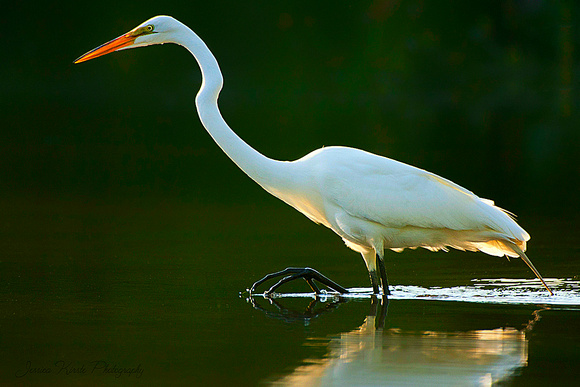 Backlit Egret