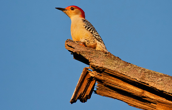 Red-Bellied Woodpecker at Sunset