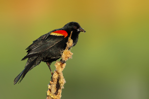 Red Winged Blackbird (Male)