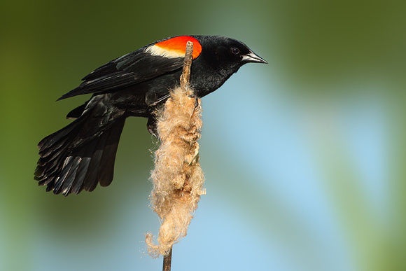 Red Winged Blackbird (Male)
