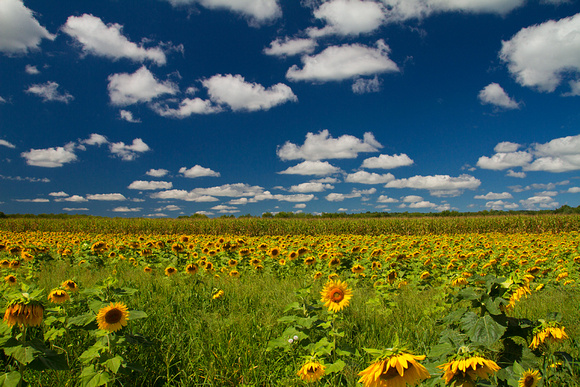 Sunflowers & Polarized Skies
