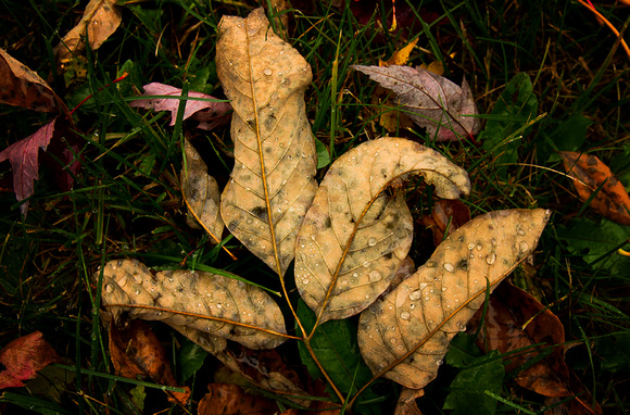 Leaves with Droplets