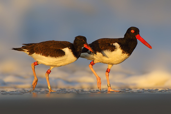 American Oystercatchers in First Morning Light