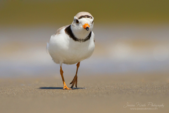Piping Plover (Threatened Species)