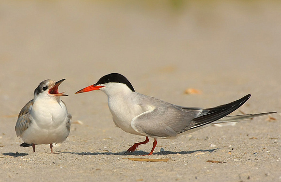 Juvenile Common Tern with Parent