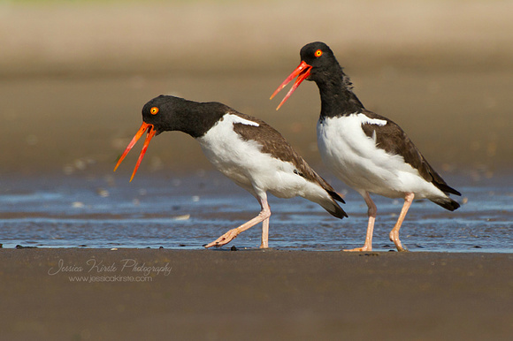 American Oystercatchers Courting