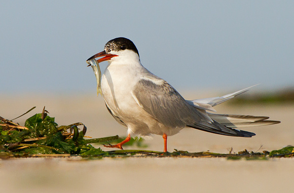 Juvenile Common Tern with Fish