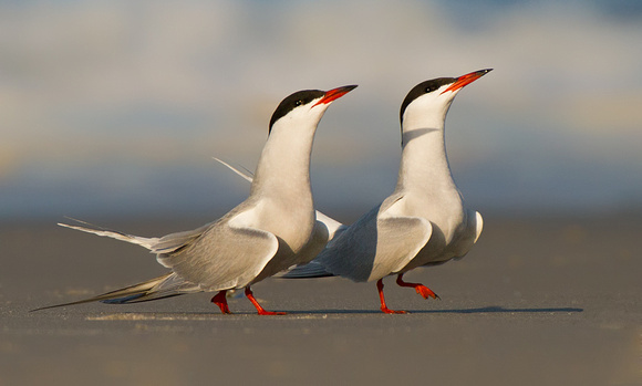 Common Terns Courting