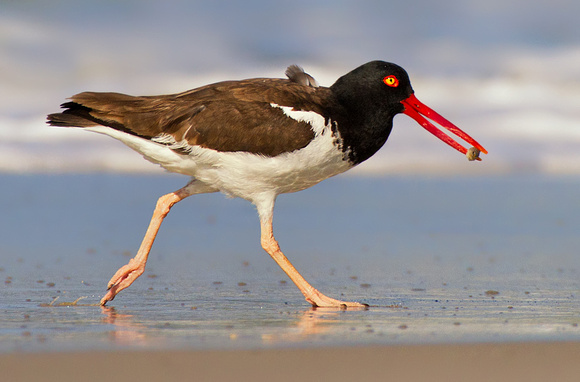 Oystercatcher with Sand Crab