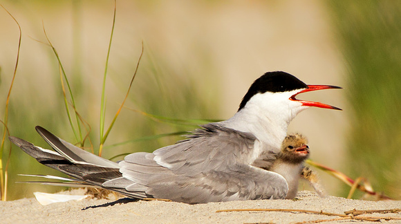 Common Tern & Chick