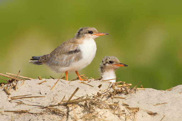 Common Tern Chicks