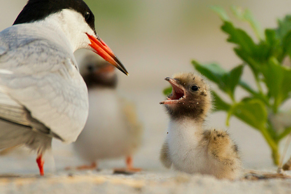 Common Tern with Babies