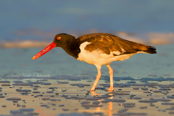 Oystercatcher in Early Morning Light