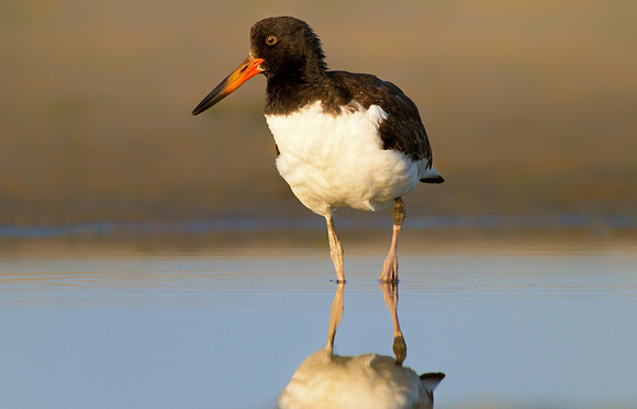 Immature Oystercatcher in Tidal Pool