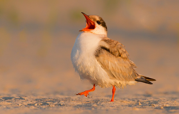 Hungry Immature Common Tern