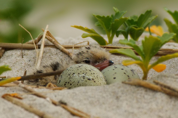 Common Tern Chick & Eggs
