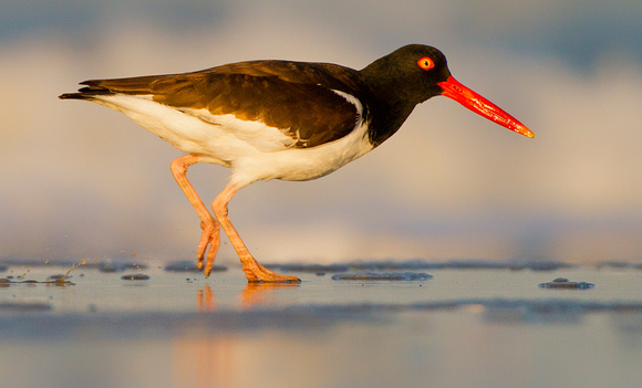 Oystercatcher's Early Morning Hunt