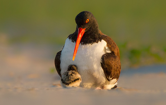Oystercatcher with Chicks