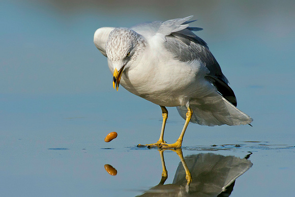 Ring-Billed Gull Drops Peanut