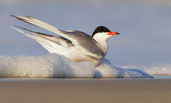 Common Tern in the Surf