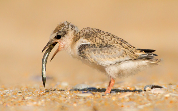 Least Tern Chick with Little Needlefish