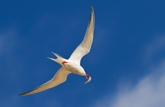 Common Tern with Fish