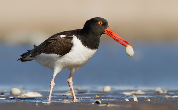 Oystercatcher with a Clam