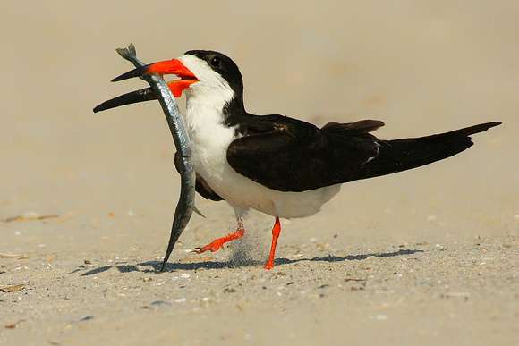 Black Skimmer with Needle Fish