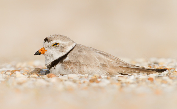 Piping Plover Resting