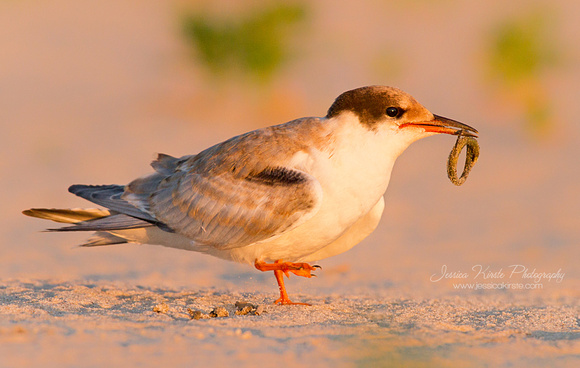 Common Tern with Breakfast